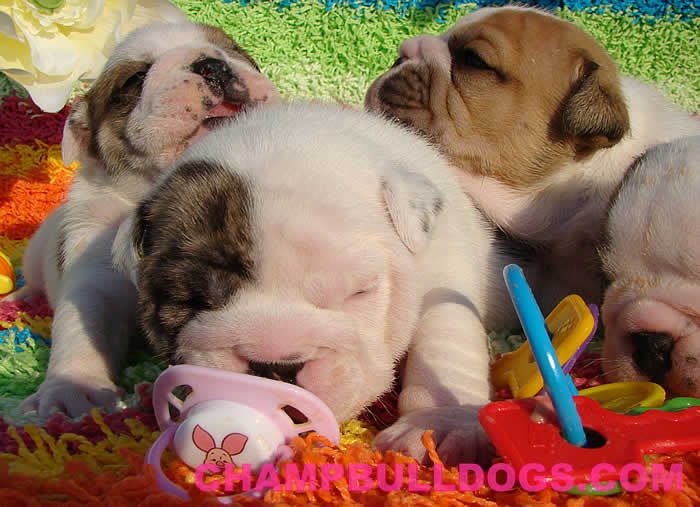 English Bulldog puppies picture